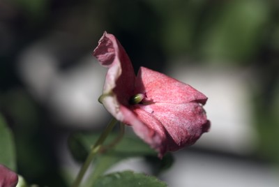 DSC_0010.jpg