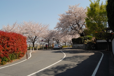 sakura2011210.JPG