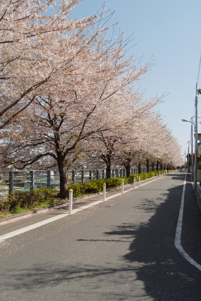 sakura2011222.JPG