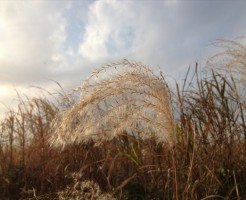 秋の多摩川のすすき