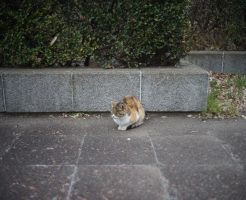 ちとせ公園の猫
