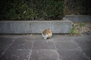 ちとせ公園の猫
